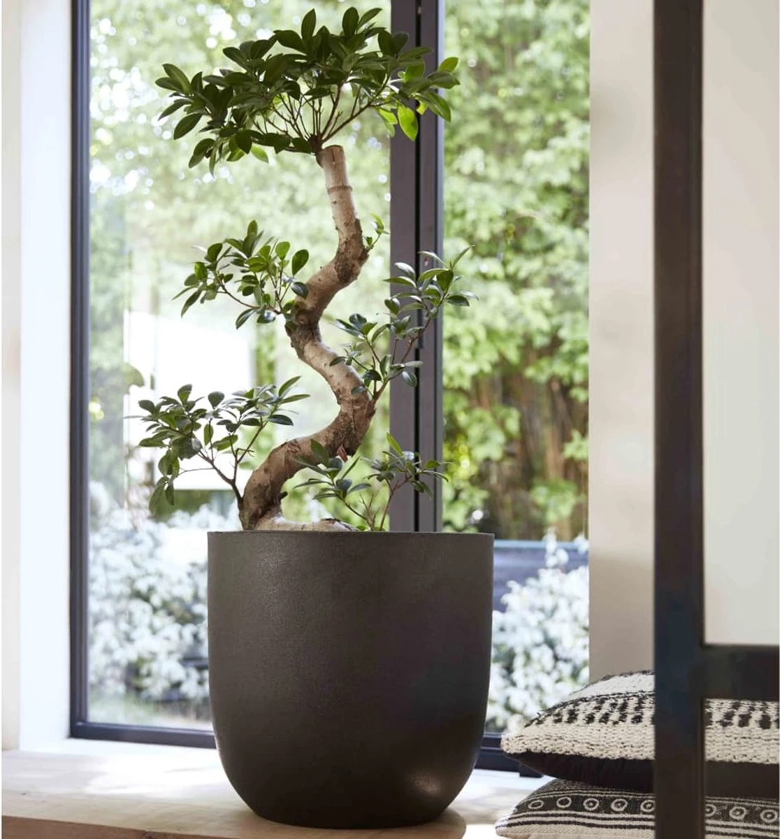 Capi Europe - Bloempot Bol Smooth NL - 35x34 - Zwart - Voor Binnen En Buiten - KBL932 8 Capi Europe - Bloempot Bol Smooth NL - 35x34 - Zwart - Voor Binnen En Buiten - KBL932 - Afbeelding 8