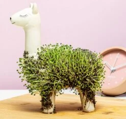 Gift Republic Lama Bloempot Met Zaadjes -Gardena Winkel 1200x1137