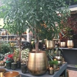 Gina Da Bloempot Karakter Goud - XL -Gardena Winkel 1200x1200 546