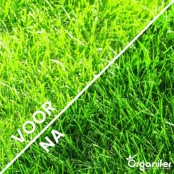Gazonmest All-In-One (20Kg - Voor 400m2) Voor Een Diepgroen Sterk Gazon Zonder Mos En Onkruid - Complete Meststof Met Kalk En Grasversterker - Organifer 17 Gazonmest All-In-One (20Kg - Voor 400m2) Voor Een Diepgroen Sterk Gazon Zonder Mos En Onkruid - Complete Meststof Met Kalk En Grasversterker - Organifer -Gardena Winkel 1200x1200 641