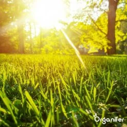 Gazonmest All-In-One (20Kg - Voor 400m2) Voor Een Diepgroen Sterk Gazon Zonder Mos En Onkruid - Complete Meststof Met Kalk En Grasversterker - Organifer 28 Gazonmest All-In-One (20Kg - Voor 400m2) Voor Een Diepgroen Sterk Gazon Zonder Mos En Onkruid - Complete Meststof Met Kalk En Grasversterker - Organifer -Gardena Winkel 1200x1200 652