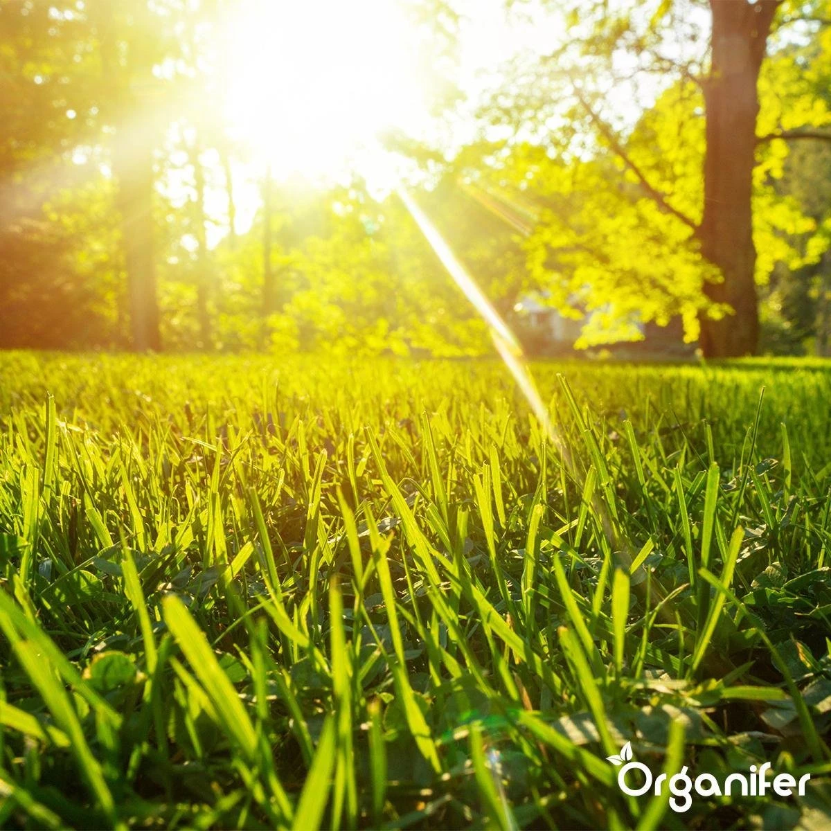 Gazonmest All-In-One (20Kg - Voor 400m2) Voor Een Diepgroen Sterk Gazon Zonder Mos En Onkruid - Complete Meststof Met Kalk En Grasversterker - Organifer 14 Gazonmest All-In-One (20Kg - Voor 400m2) Voor Een Diepgroen Sterk Gazon Zonder Mos En Onkruid - Complete Meststof Met Kalk En Grasversterker - Organifer - Afbeelding 14