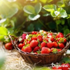 Lavagruis Uit Eifel Oergesteente (20Kg Voor 200m2) Grof Lavameel 0-2mm - Organifer 17 Lavagruis Uit Eifel Oergesteente (20Kg Voor 200m2) Grof Lavameel 0-2mm - Organifer -Gardena Winkel 1200x1200 655