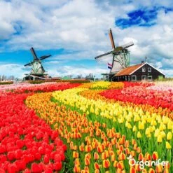 Lavagruis Uit Eifel Oergesteente (20Kg Voor 200m2) Grof Lavameel 0-2mm - Organifer 18 Lavagruis Uit Eifel Oergesteente (20Kg Voor 200m2) Grof Lavameel 0-2mm - Organifer -Gardena Winkel 1200x1200 656