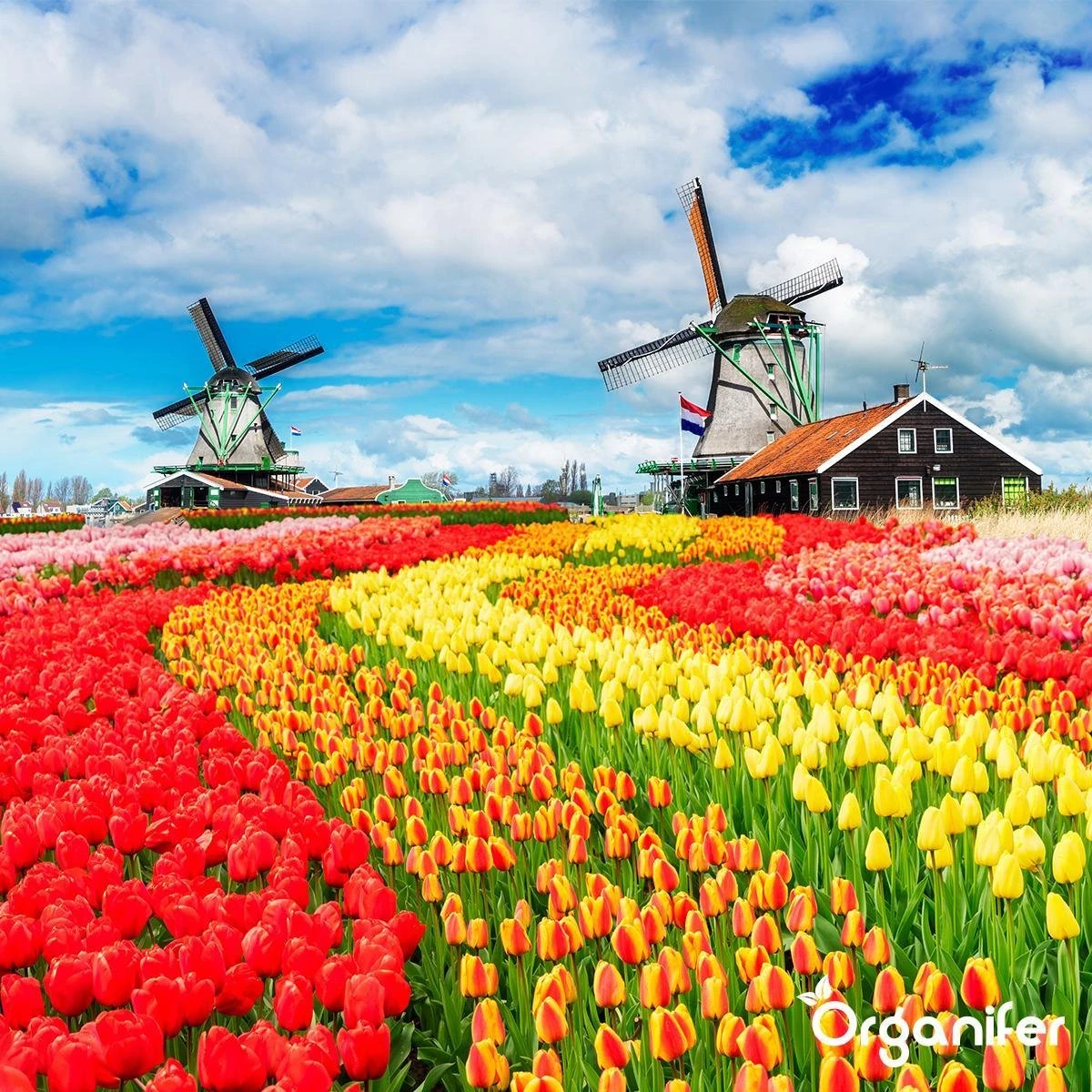 Lavagruis Uit Eifel Oergesteente (20Kg Voor 200m2) Grof Lavameel 0-2mm - Organifer 4 Lavagruis Uit Eifel Oergesteente (20Kg Voor 200m2) Grof Lavameel 0-2mm - Organifer - Afbeelding 4