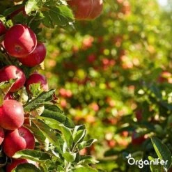 Lavagruis Uit Eifel Oergesteente (20Kg Voor 200m2) Grof Lavameel 0-2mm - Organifer 24 Lavagruis Uit Eifel Oergesteente (20Kg Voor 200m2) Grof Lavameel 0-2mm - Organifer -Gardena Winkel 1200x1200 662