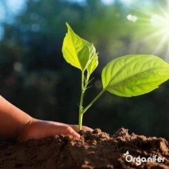 Lavagruis Uit Eifel Oergesteente (20Kg Voor 200m2) Grof Lavameel 0-2mm - Organifer 25 Lavagruis Uit Eifel Oergesteente (20Kg Voor 200m2) Grof Lavameel 0-2mm - Organifer -Gardena Winkel 1200x1200 663