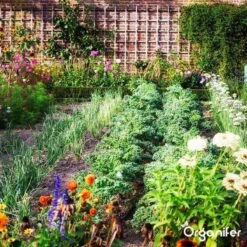 Lavagruis Uit Eifel Oergesteente (20Kg Voor 200m2) Grof Lavameel 0-2mm - Organifer 28 Lavagruis Uit Eifel Oergesteente (20Kg Voor 200m2) Grof Lavameel 0-2mm - Organifer -Gardena Winkel 1200x1200 666