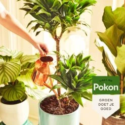 Pokon Groene Planten Voedingsstaafjes - 24st - Plantenvoeding - Meststofstaafjes 8 Pokon Groene Planten Voedingsstaafjes - 24st - Plantenvoeding - Meststofstaafjes -Gardena Winkel 1200x1200 693