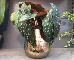 Gina Da Bloempot Karakter Goud - XL -Gardena Winkel 1200x984 1