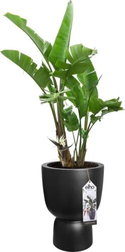 Elho Pure Coupe 41 - Bloempot Voor Binnen & Buiten - Ø 41.3 X H 57.9 Cm - Zwart/Zwart -Gardena Winkel 595x1200 3