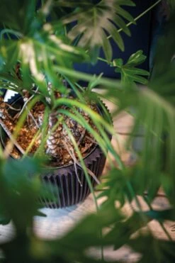 Capi Europe - Vaas Elegant Laag Groove NL - 46x58 - Goud - Voor Binnen En Buiten - KGVGB783 -Gardena Winkel 799x1200 21