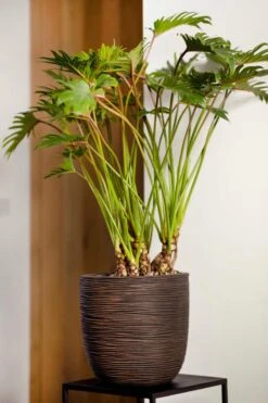 Capi Europe - Bloempot Bol Rib NL - 43x41 - Antraciet - Voor Binnen En Buiten - KOFZ933 -Gardena Winkel 800x1200 56