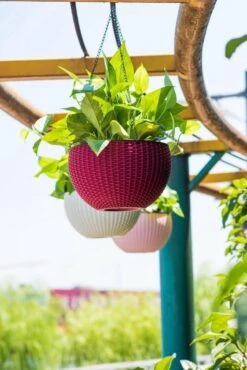 Hangpot Kunststof – Bloempot Hangend – Binnen & Buiten- Plantenhanger –Incl. Afvoerstop – 26 Cm - Zwart -Gardena Winkel 801x1200 3