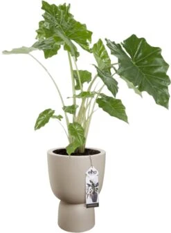 Elho Pure Coupe 35 - Bloempot Voor Binnen & Buiten - Ø 34.9 X H 49.0 Cm - Beige/Balanced Beige -Gardena Winkel 880x1200 1