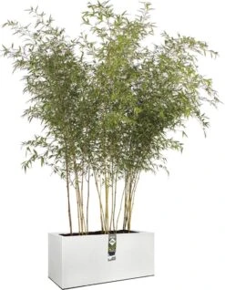 Elho Vivo Structure Finish Lang 90 - Plantenbak Voor Binnen & Buiten - Ø 88 X H 41 - Wit -Gardena Winkel 931x1200